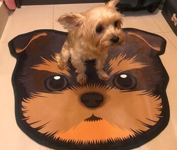 Yorkie / 60x60cm