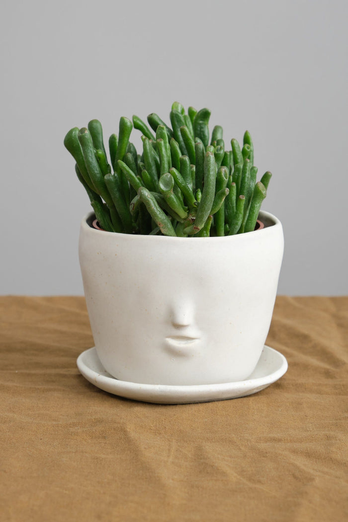 Rami Kim Studio Home Planters Face Pot Set in Oatmeal Oatmeal / 4” D X 4” H
