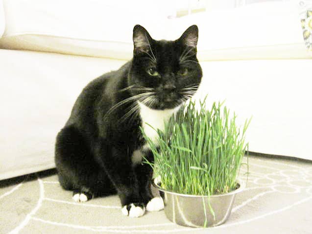 Potting Shed Creations, Ltd. - Pet Bowl | Cat Grass | NEW Christmas Gift idea - Dog.Dog.Cat.